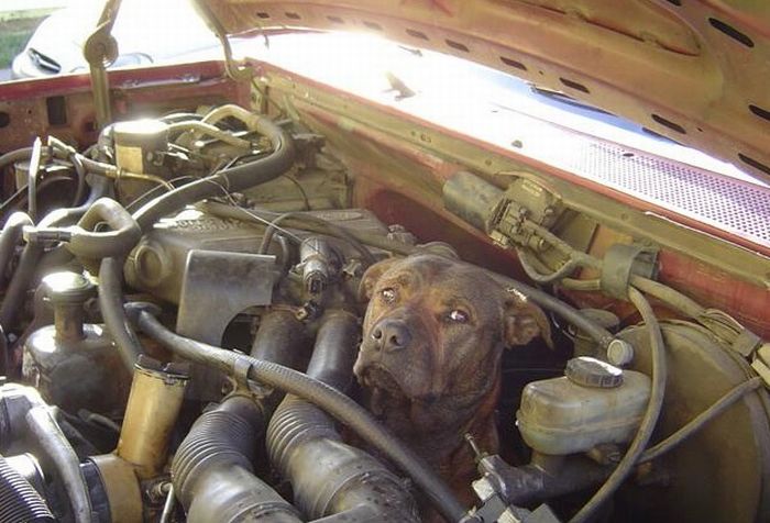 dog