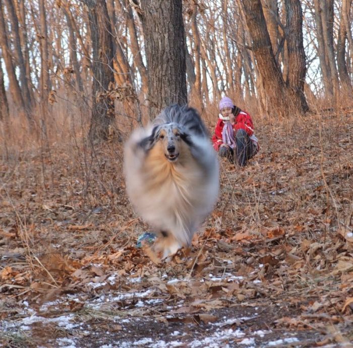 dog