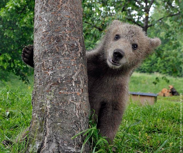 bear cub adopted by people