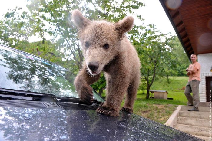 bear cub adopted by people