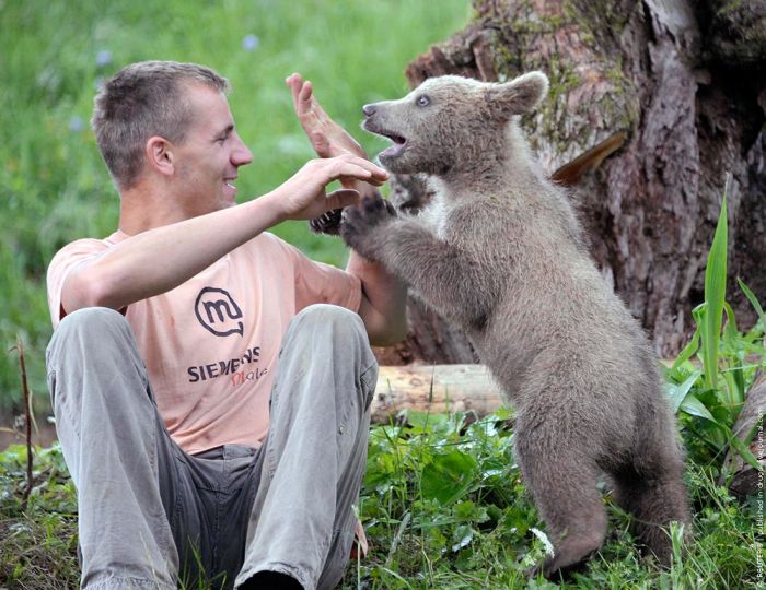 bear cub adopted by people