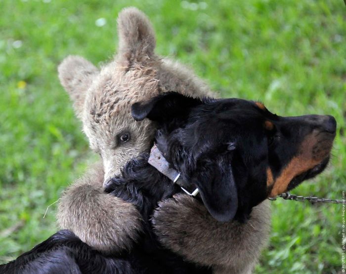 bear cub adopted by people