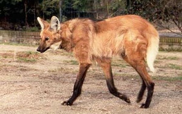 maned wolf