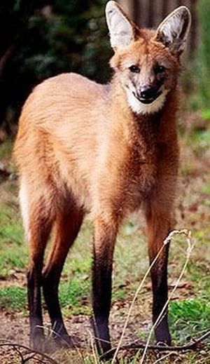 maned wolf