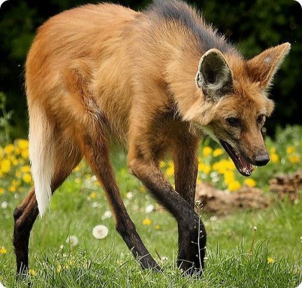 maned wolf