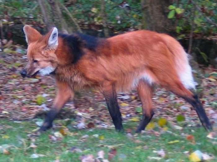 maned wolf