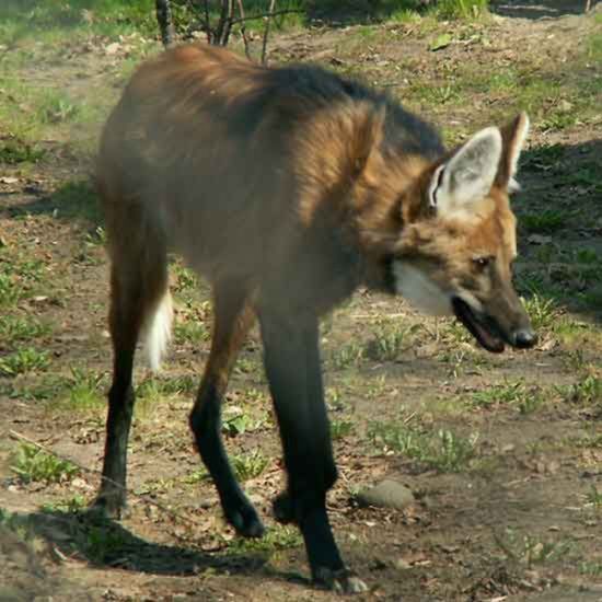 maned wolf