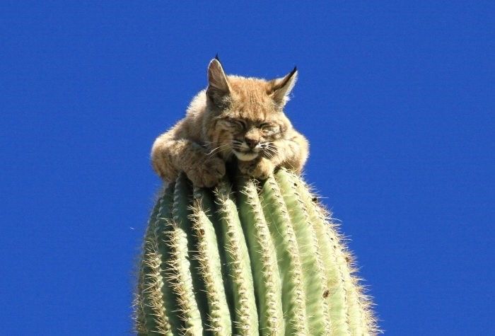 bobcat climbed high to escape