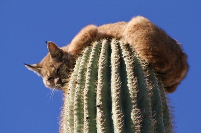 bobcat climbed high to escape