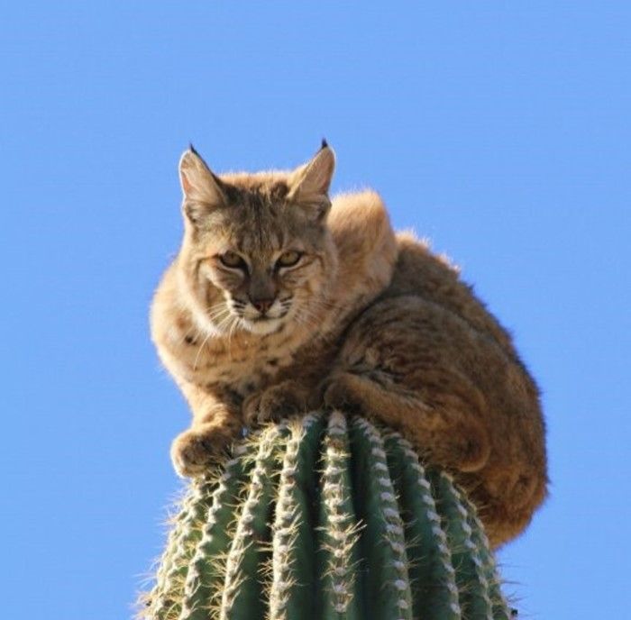 bobcat climbed high to escape