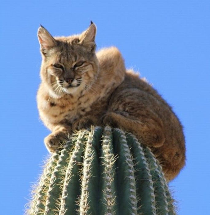 bobcat climbed high to escape