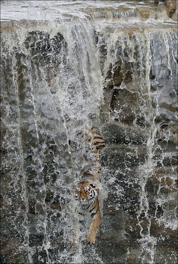 tiger in the waterfall