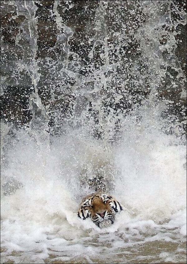 tiger in the waterfall