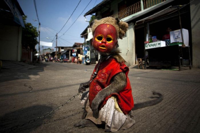 Monkey performs on the street, Indonesia