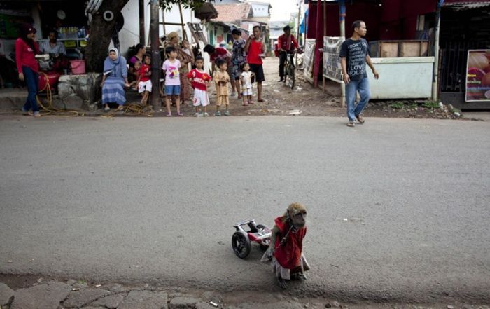 Monkey performs on the street, Indonesia