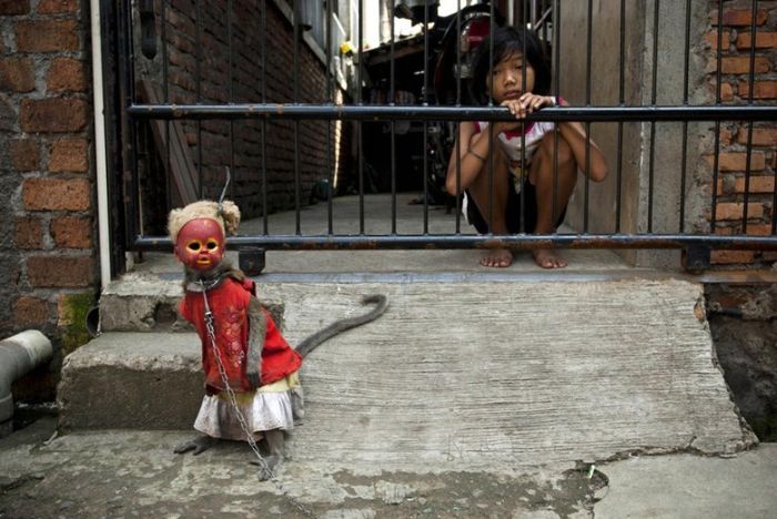 Monkey performs on the street, Indonesia