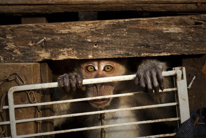 Monkey performs on the street, Indonesia