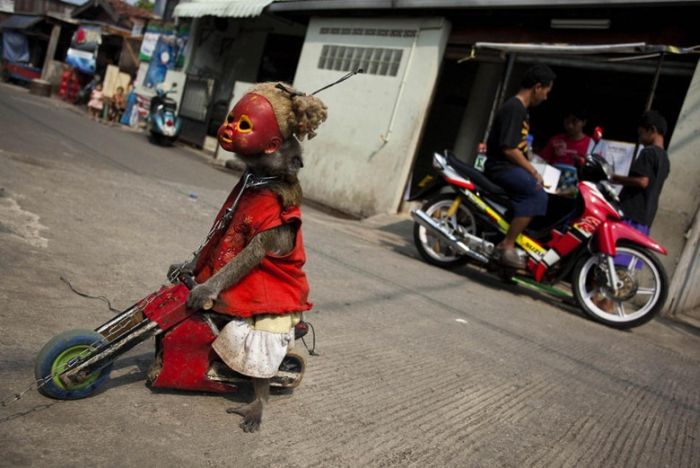 Monkey performs on the street, Indonesia