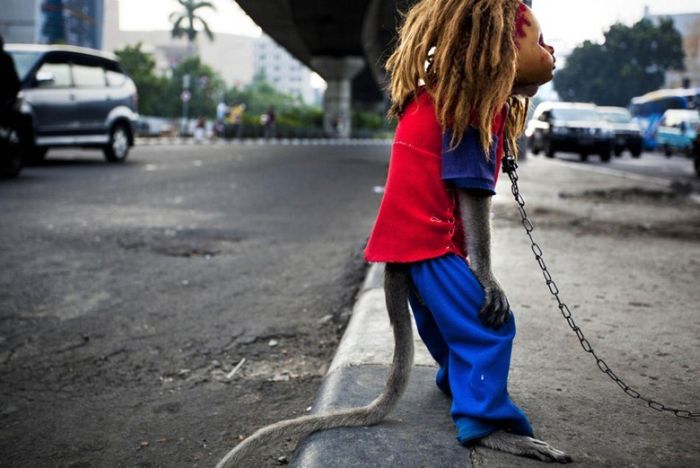 Monkey performs on the street, Indonesia