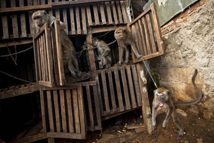 Monkey performs on the street, Indonesia