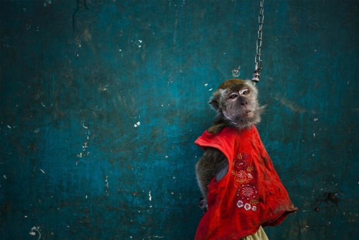 Monkey performs on the street, Indonesia