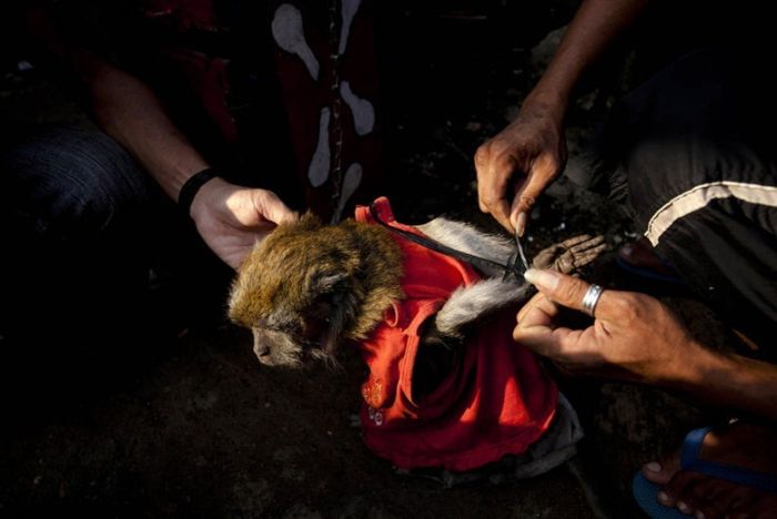 Monkey performs on the street, Indonesia