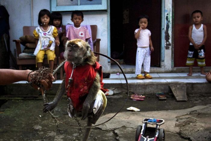 Monkey performs on the street, Indonesia