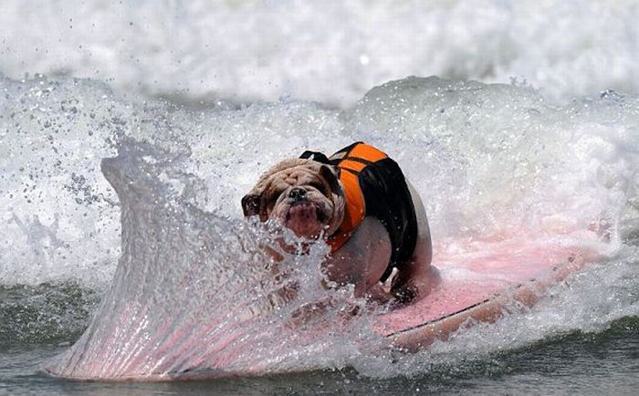 Surf Dog Championship 2011, Coronado Bay Resort, California, United States