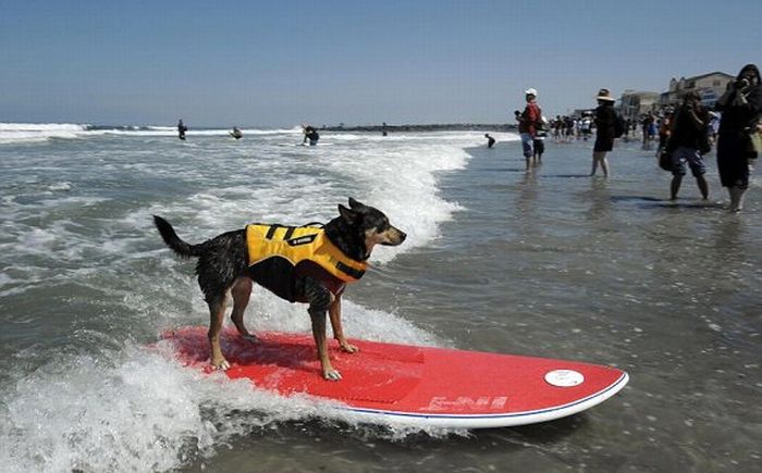 Surf Dog Championship 2011, Coronado Bay Resort, California, United States