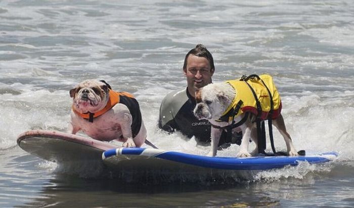 Surf Dog Championship 2011, Coronado Bay Resort, California, United States