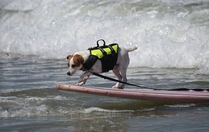 Surf Dog Championship 2011, Coronado Bay Resort, California, United States