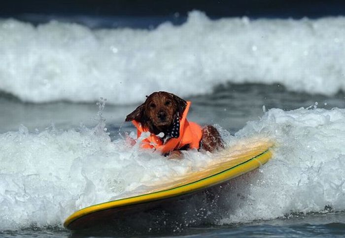 Surf Dog Championship 2011, Coronado Bay Resort, California, United States