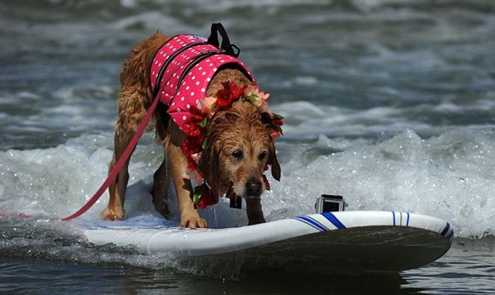 Surf Dog Championship 2011, Coronado Bay Resort, California, United States