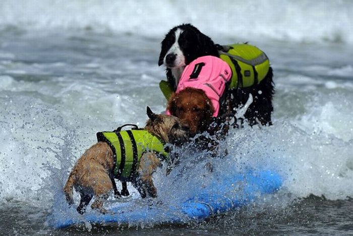 Surf Dog Championship 2011, Coronado Bay Resort, California, United States