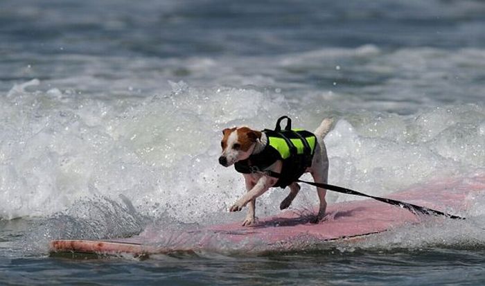 Surf Dog Championship 2011, Coronado Bay Resort, California, United States