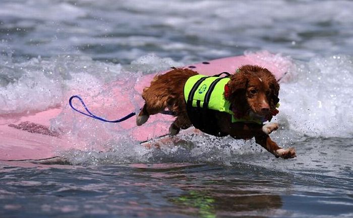 Surf Dog Championship 2011, Coronado Bay Resort, California, United States