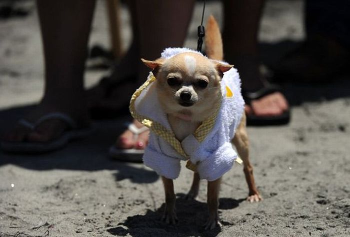 Surf Dog Championship 2011, Coronado Bay Resort, California, United States