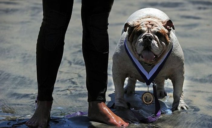 Surf Dog Championship 2011, Coronado Bay Resort, California, United States