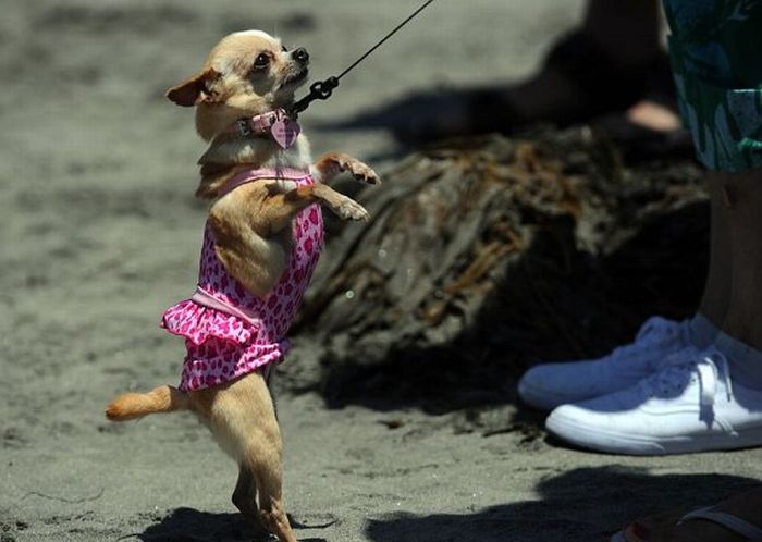 Surf Dog Championship 2011, Coronado Bay Resort, California, United States