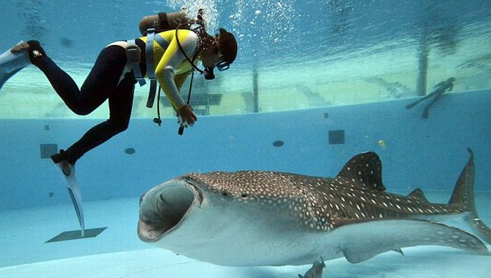 feeding whale shark