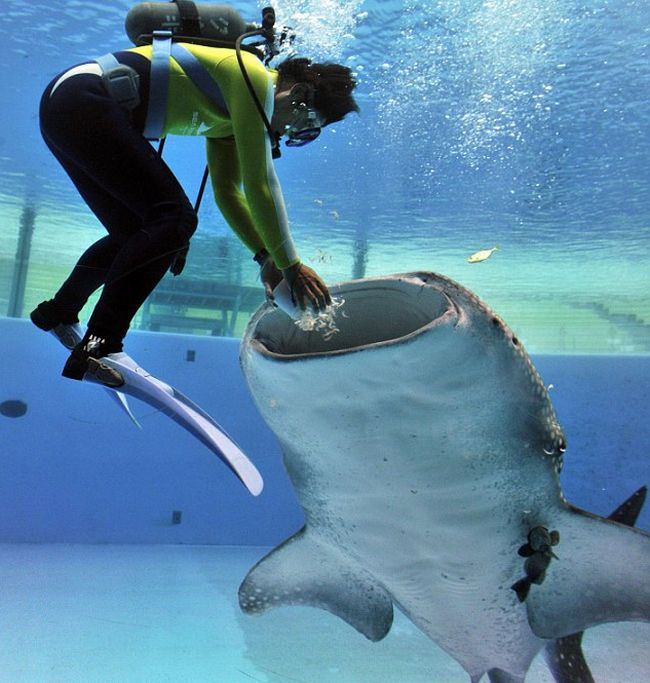 feeding whale shark