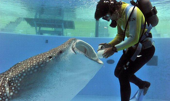 feeding whale shark