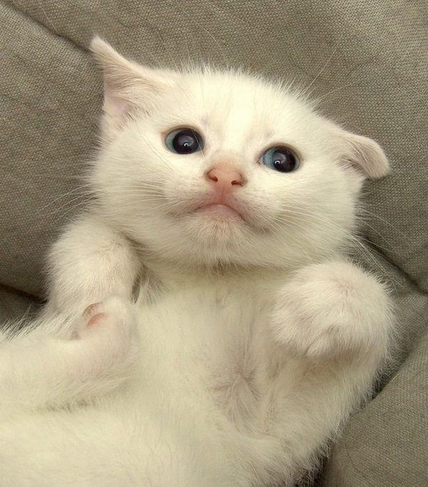 kitten