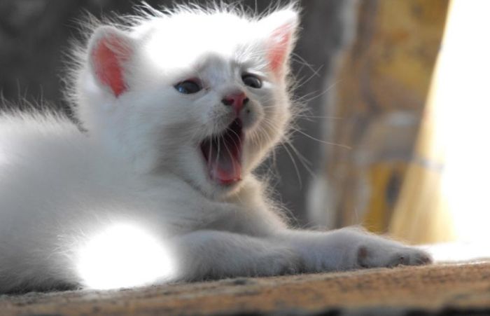 kitten