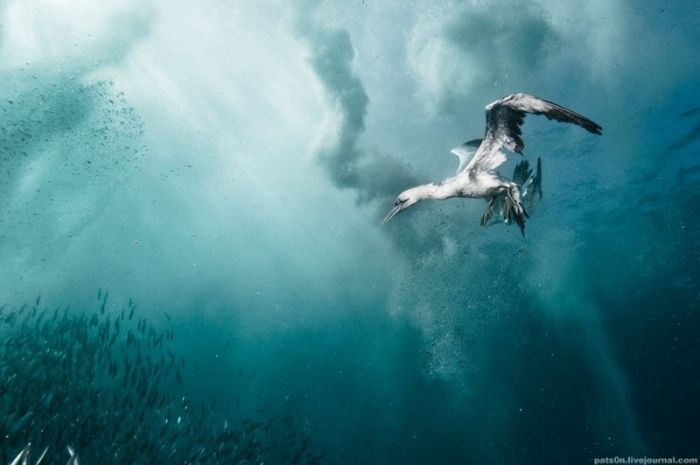 Underwater world by Alexander Safonov