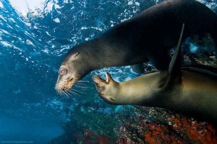 Underwater world by Alexander Safonov