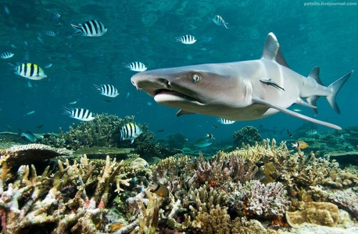 Underwater world by Alexander Safonov