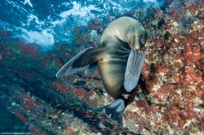 Underwater world by Alexander Safonov