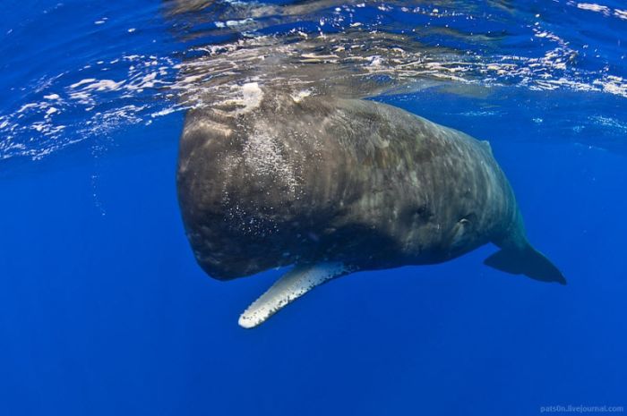 Underwater world by Alexander Safonov