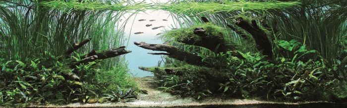 fish aquarium